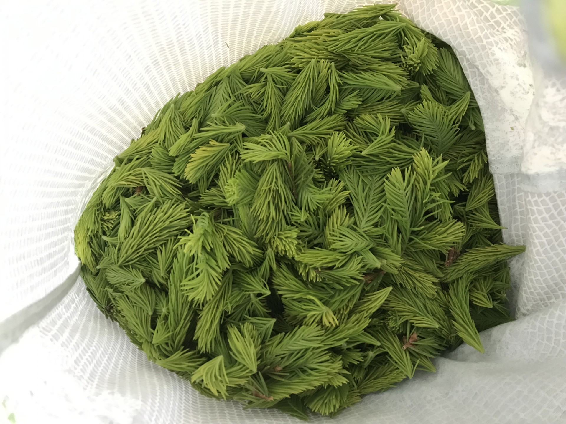 image 50132964-dcd2-44b9-8549-ccfdf6703633.jpeg