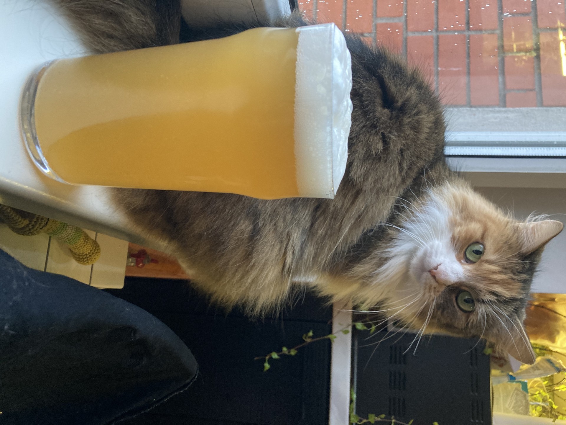 image 2f1e9e23-b27c-4179-ba73-17448861885b.jpeg